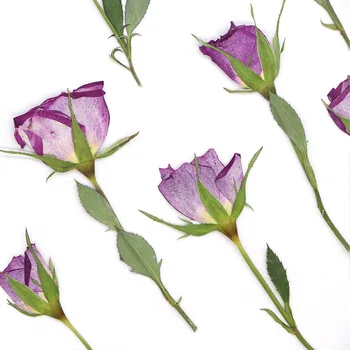 120pcs Partea Presate Uscat Violet Portocaliu Floare Trandafir Ierbar Pentru Rășină Epoxidică Bijuterii Card de Marcaj Cadru Caz de Telefon Machiaj Lampa