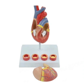 2-Partea Dimensiunea De Viață De Inima Model Demontat Anatomice Inima Omului Vasculare Medicale Anatomia Consumabile