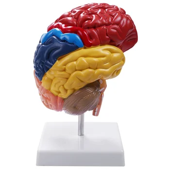 Cerebrale Anatomice Model De Anatomie 1:1 Jumătate De Creier Trunchiul Cerebral Predare Laborator Consumabile