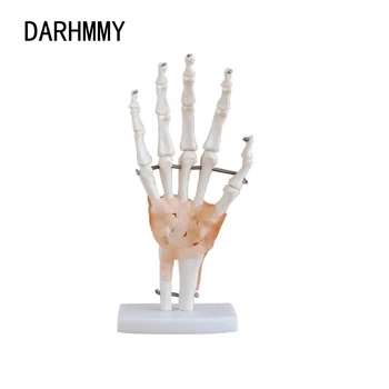 DARHMMY Viață-Size Mână Comun Anatomie Modelul Științei Medicale Resurse Didactice cu Ligamentele