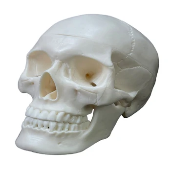 G5AA Craniu Uman Model de Viață de Dimensiuni,2-Partea Medicale Anatomice Craniu Cap de Craniu